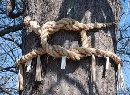世間遺産　ご神木の注連縄結び
