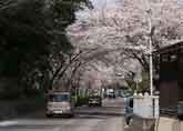 桜のトンネル