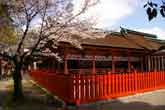 津島神社と桜