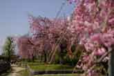 天王川の枝垂れ桜