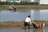 新旧田植え