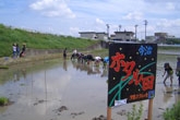 ホタル田の田植え