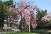 枝垂桜と車河戸