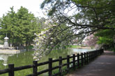 緑と八重桜の遊歩道