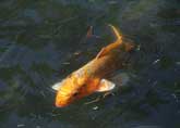 天王川の鯉