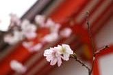 神社の四季桜