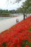 彼岸花のデートコース