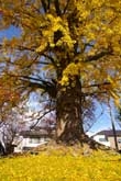 ご神木の黄葉