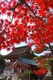 津島神社の紅葉