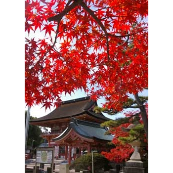 津島の風物詩　吉法師賞