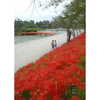 津島の風物詩　つし丸賞