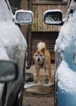 雪の日の留守番犬