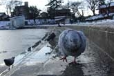 ハトの足も凍るお旅所