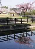公園のしだれ桜