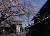 街道に延びる桜