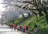 通学路は毎日桜ロード