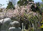 桜を楽しむお釈迦様