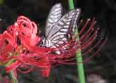 彼岸花の蜜に大満足
