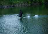 川鵜の飛翔