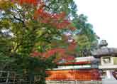 津島神社境内のモミジの紅葉