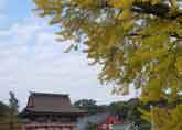 津島神社の鳥居と大イチョウ