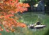 神苑の池の亀も紅葉を楽しむ
