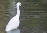 神苑の白鷺 其の2