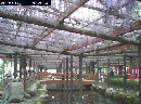 天王川公園　藤棚開花2012年4月30日（月）