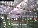 天王川公園　藤棚開花2012年5月5日（土）