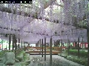 天王川公園　藤棚開花2012年5月7日（月）