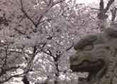 狛犬と桜