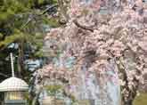 しだれ桜と常夜燈