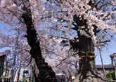 桜で囲まれた神木