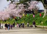 桜の通学路