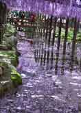 紫紺の池