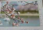 天王川の桜