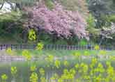 八重桜の咲く散策道