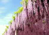 青空に映える藤