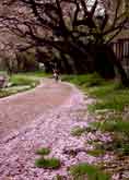 桜道