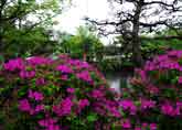 神苑のツツジ
