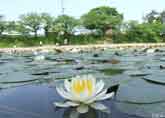 睡蓮花水面に映えて得意顔