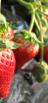 尾張津島探訪　作