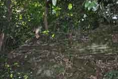 津島神社神主　氷室家屋敷跡