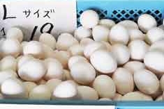 丸吉鶏卵　卵